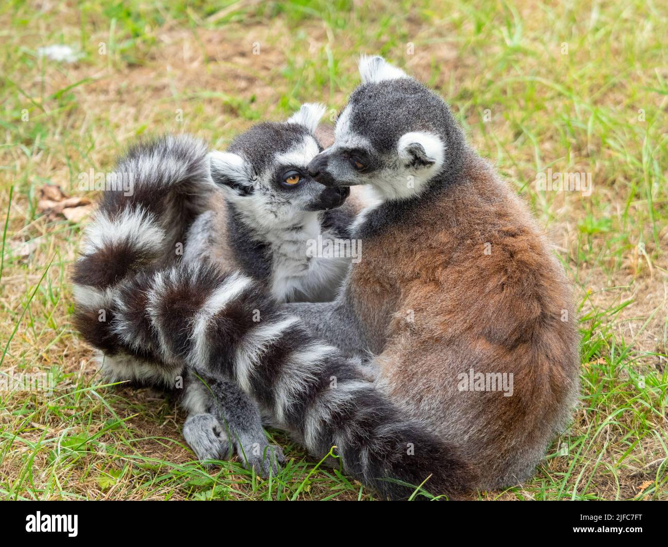 Lemure con coda ad anello Lemur catta accoccolata insieme Foto Stock