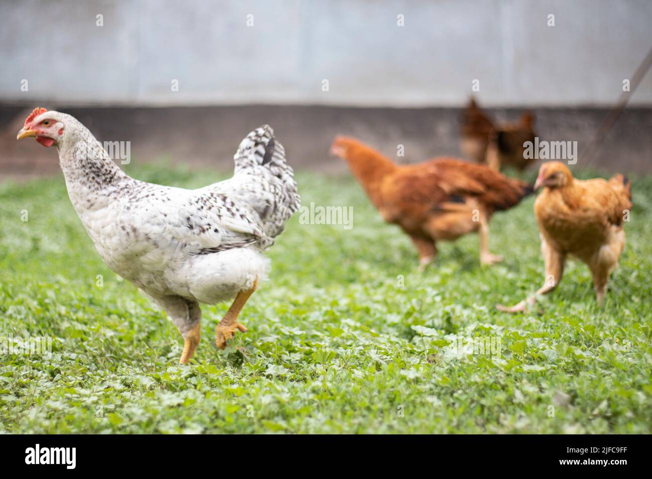 Polli sulla fattoria, concetto di pollame. Polli bianchi all'aperto. Uccello divertente su una bio fattoria. Uccelli domestici in una fattoria a gamma libera. Allevamento polli. Foto Stock