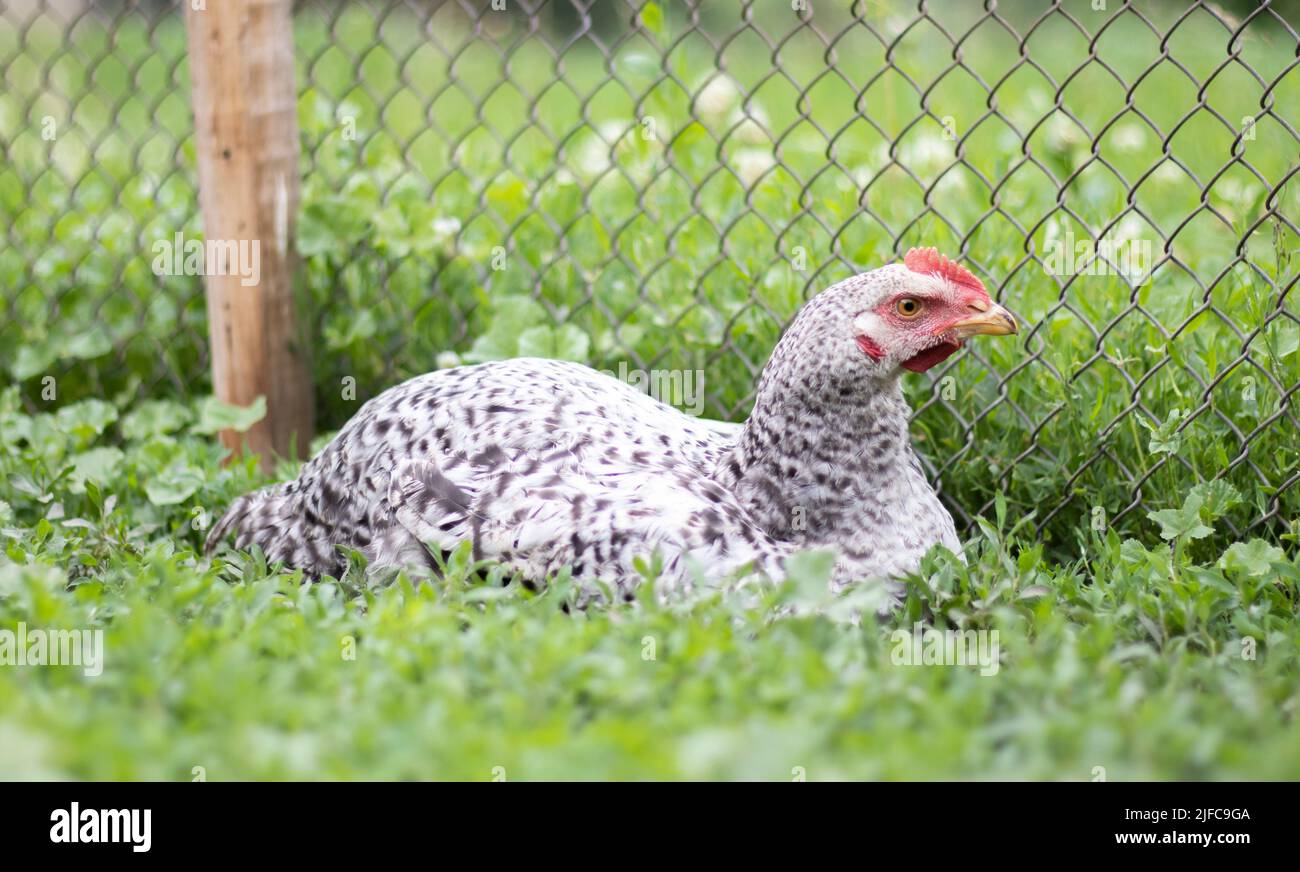 Polli sulla fattoria, concetto di pollame. Polli bianchi all'aperto. Uccello divertente su una bio fattoria. Uccelli domestici in una fattoria a gamma libera. Allevamento polli. Foto Stock