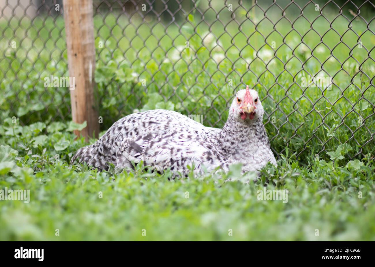 Polli sulla fattoria, concetto di pollame. Polli bianchi all'aperto. Uccello divertente su una bio fattoria. Uccelli domestici in una fattoria a gamma libera. Allevamento polli. Foto Stock