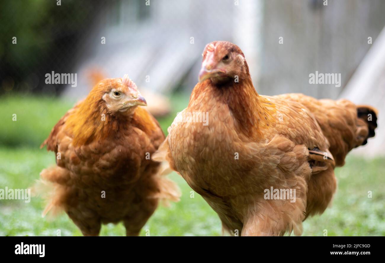Due galline rosse piccole sono nel cortile in cerca di cibo per mangiare. Industria agricola. Allevamento polli. Primo piano di un pollo rosso in natura. Nazionale b Foto Stock