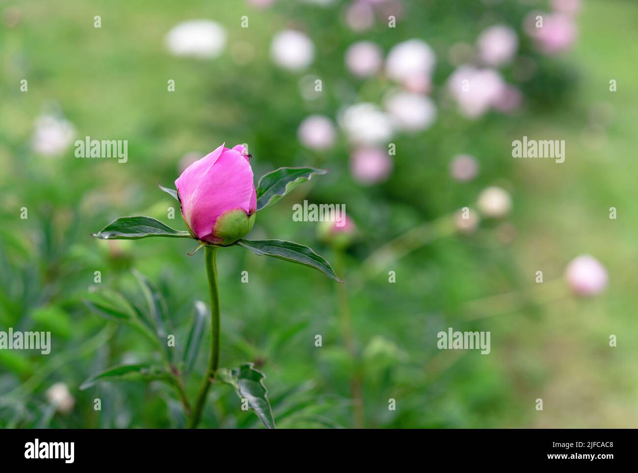 Peonia rosa all'inizio della sua fioritura. Germoglio di peonia. Foto Stock