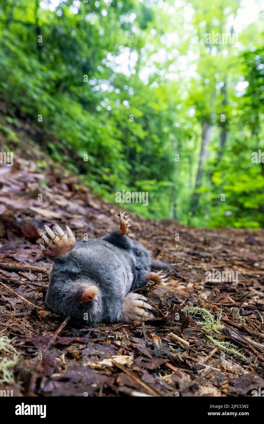 Talpa a coda di gallina morta (Parascalops Breweri) sul sentiero nella Bracken Preserve - Brevard, North Carolina, USA Foto Stock