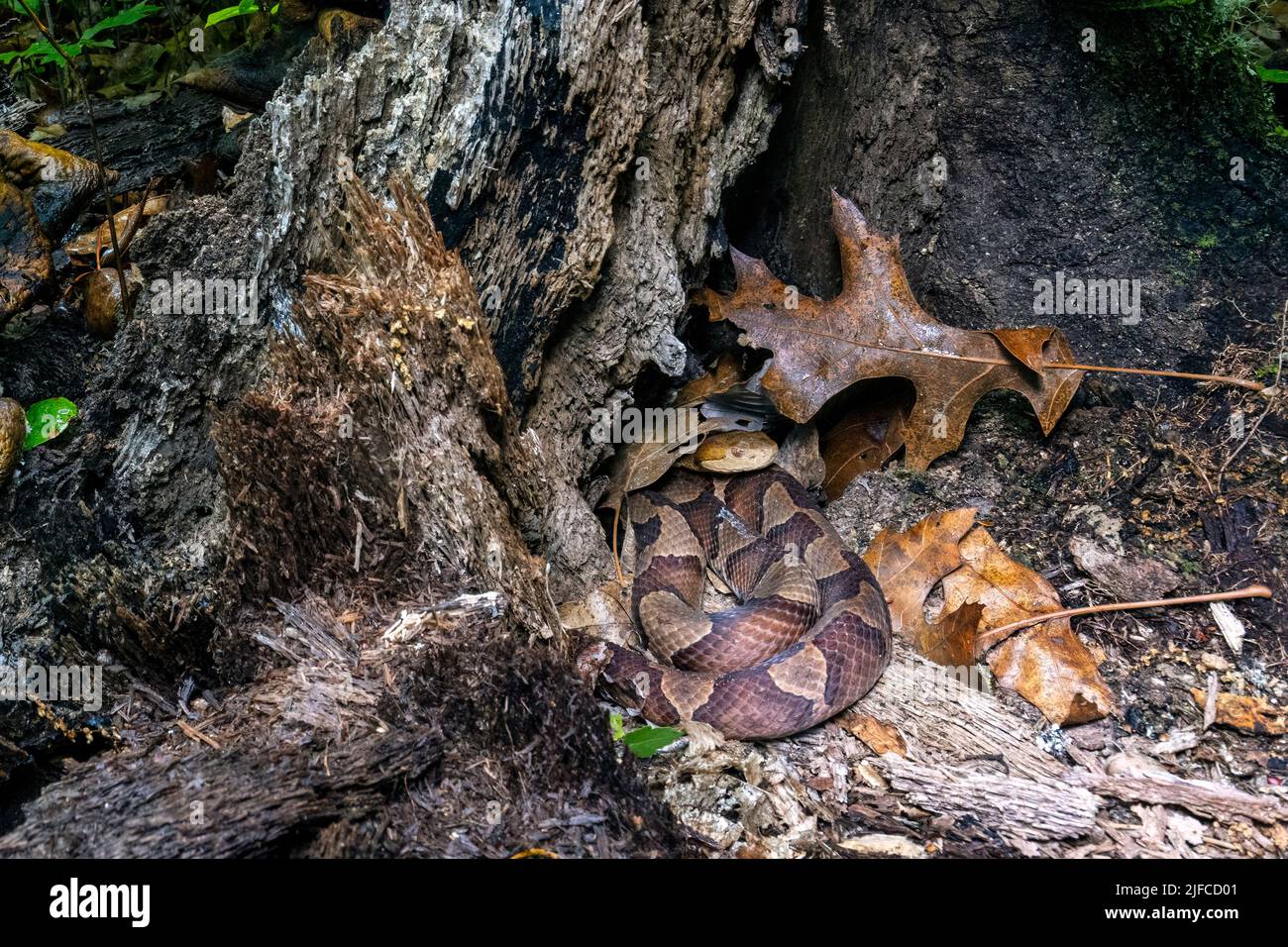 Testa di copperone orientale (Agkistrodon contortrix) che si nasconde in ceppo di albero - Bracken Preserve, Brevard, North Carolina, USA Foto Stock
