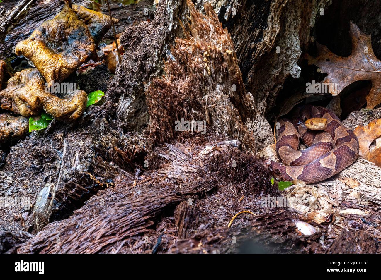 Testa di copperone orientale (Agkistrodon contortrix) avvolta in ceppo di albero mentre un serpente di garter orientale (Thamnophis sirtalis sirtalis) pokes la sua testa fuori vicino Foto Stock