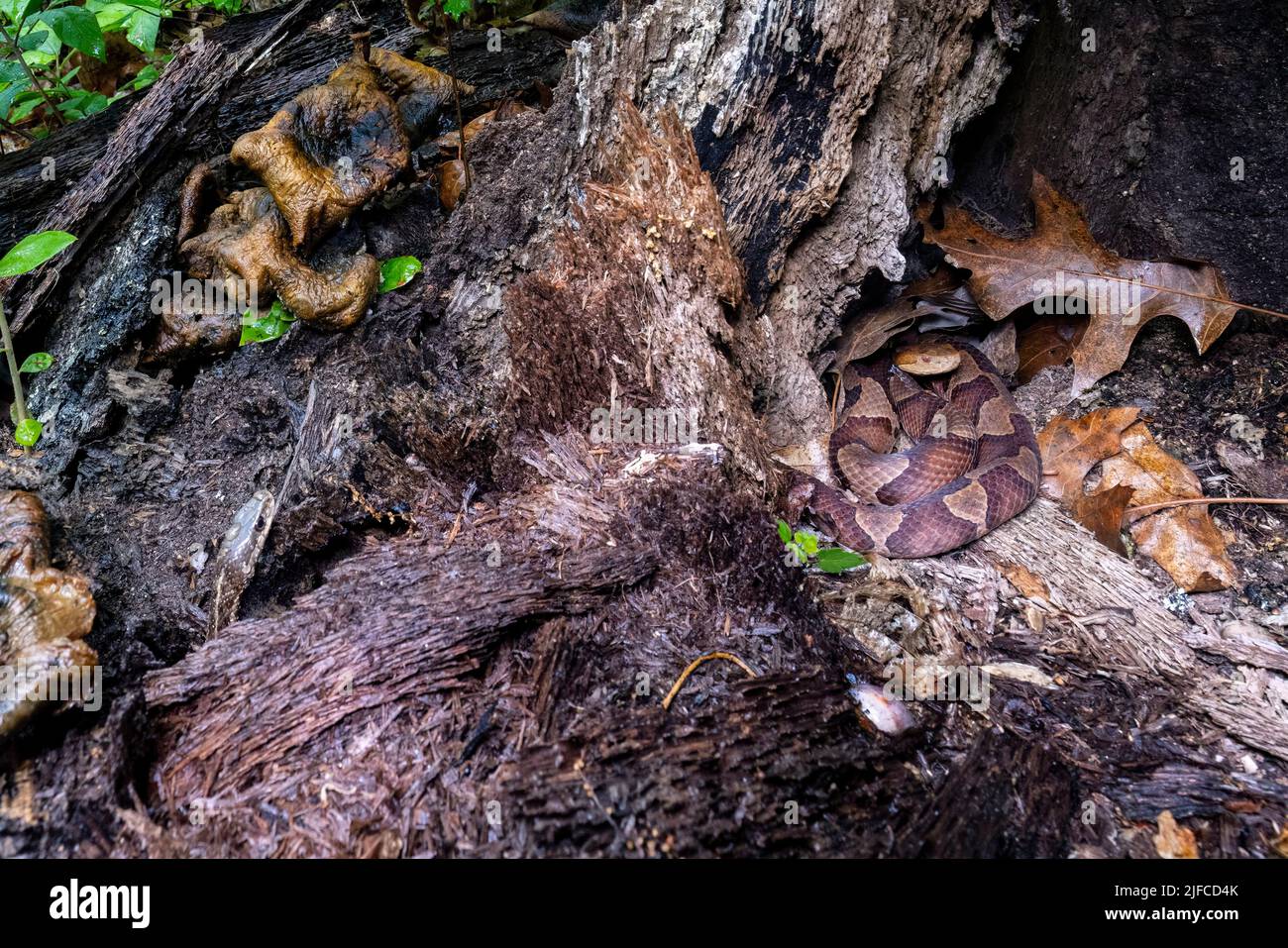 Testa di copperone orientale (Agkistrodon contortrix) avvolta in ceppo di albero mentre un serpente di garter orientale (Thamnophis sirtalis sirtalis) pokes la sua testa fuori vicino Foto Stock