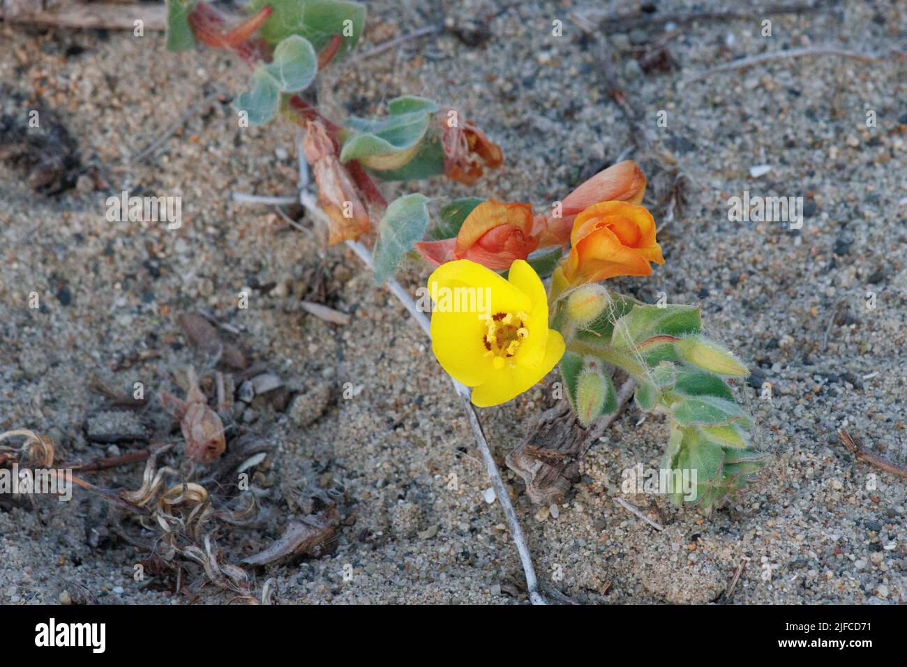 Giallo fioritura ascellare rachemose Spike infiorescenza Camissoniopsis Cheiranthifolia, Onagraceae, pianta perenne nativa nella contea costiera di San Diego, Foto Stock