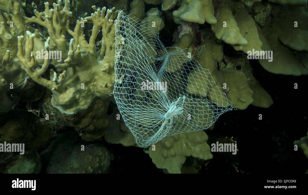 Scartato cucina plastica deposito netto shopping appendere giù di barriera corallina. Inquinamento plastico dell'oceano. Borsa in rete di plastica appesa su un bel corallo Foto Stock