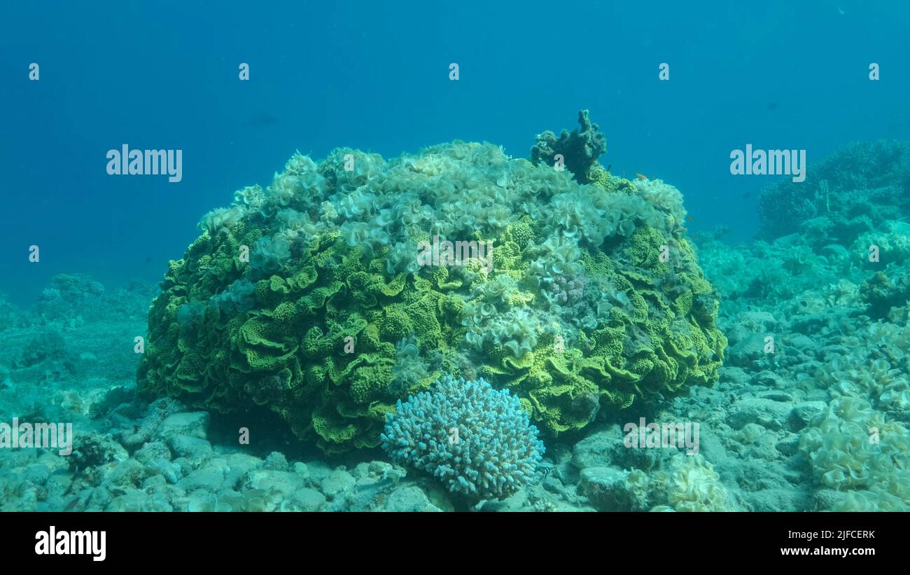Una volta che la barriera corallina bella è troppo coltivata con alghe come risultato di eutrofizzazione (aumentare la materia organica nell'acqua di mare) marrone alga coda di Peacock ( Foto Stock