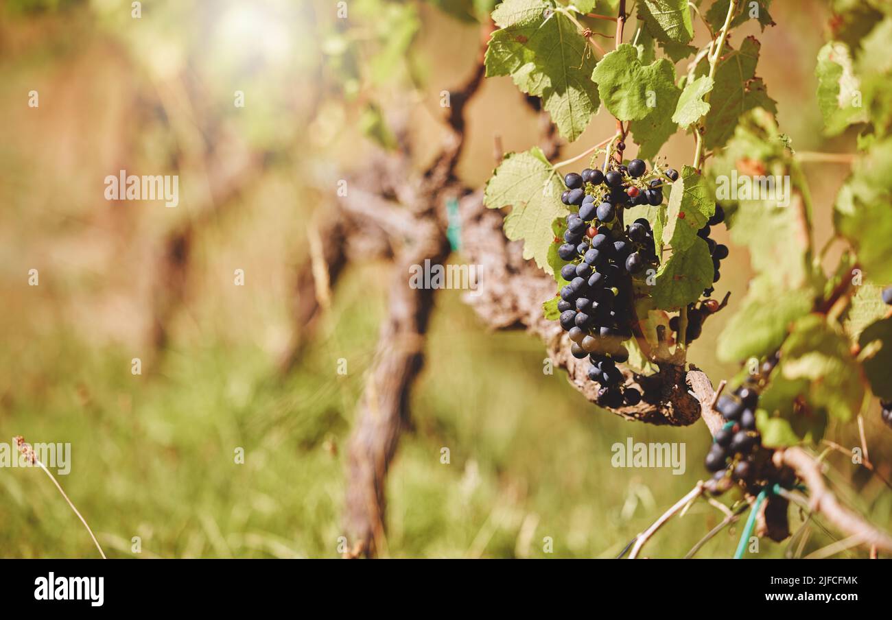 Primo piano di un mazzo di uve nere fresche e mature appese da una vite in un'azienda vinicola del giorno. Vista macro di frutta crescente su un albero in un Foto Stock