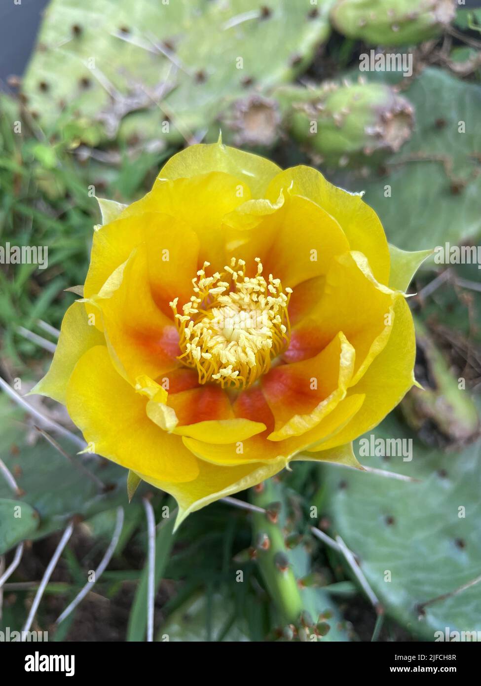 Un colpo verticale di Opuntia fiorita o Prickly Pear con fiore giallo Foto Stock