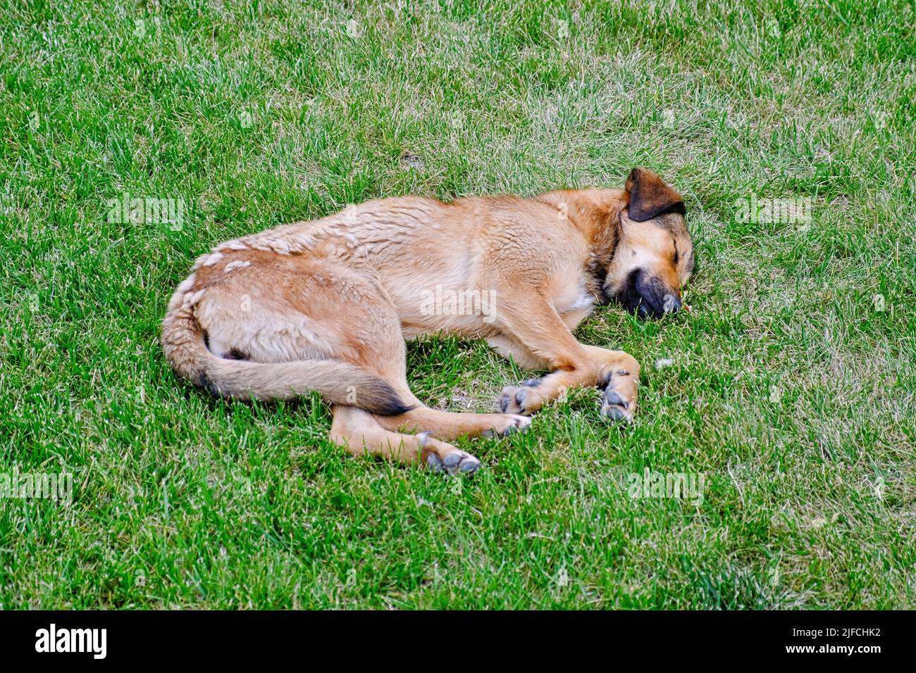 I cani randagi dormono sul prato verde in una calda e soleggiata giornata estiva. Foto Stock
