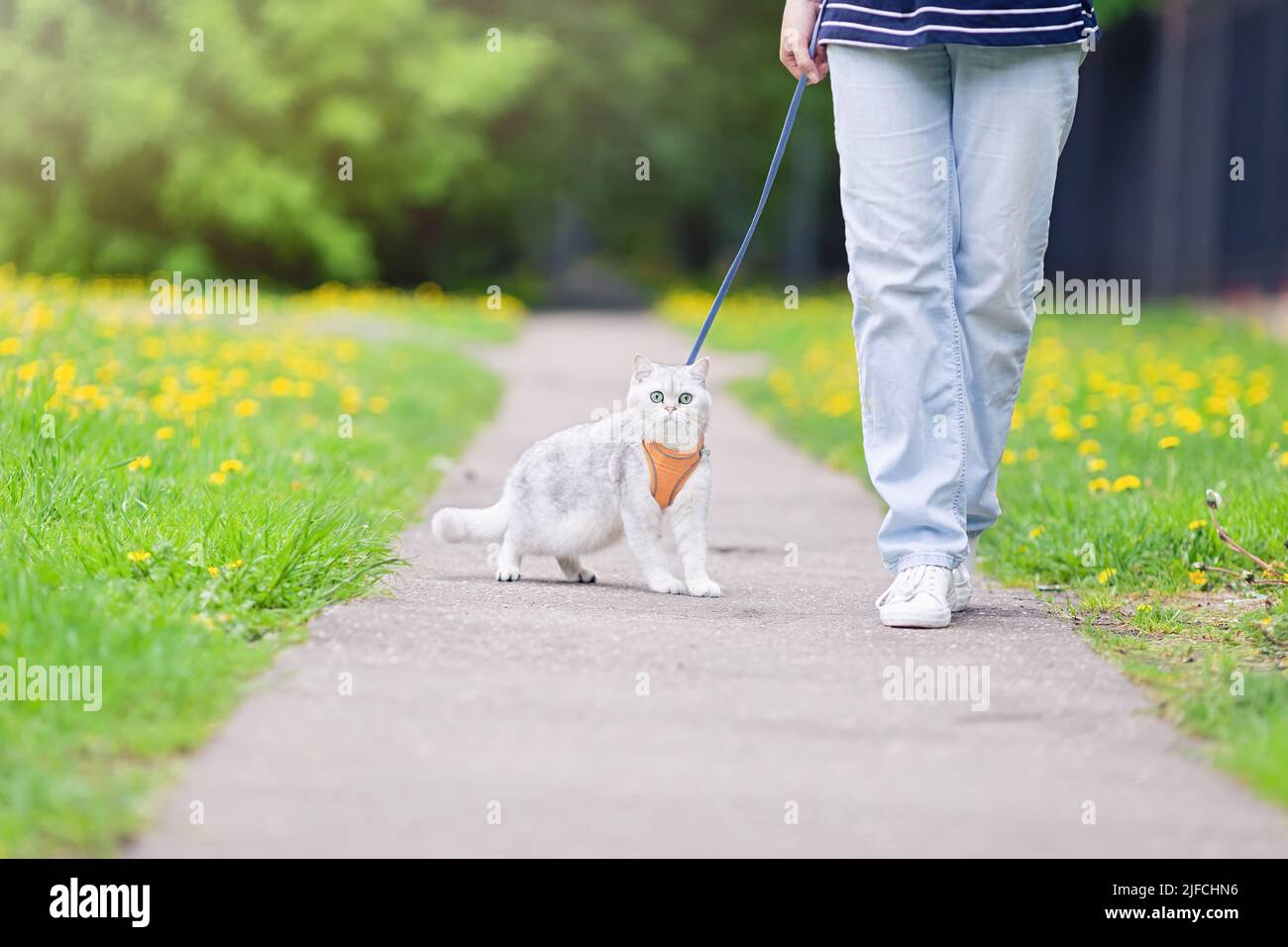 Affascinante gatto britannico bianco, camminando con il proprietario nel parco, in primavera, vestito con un'imbracatura arancione. Foto Stock