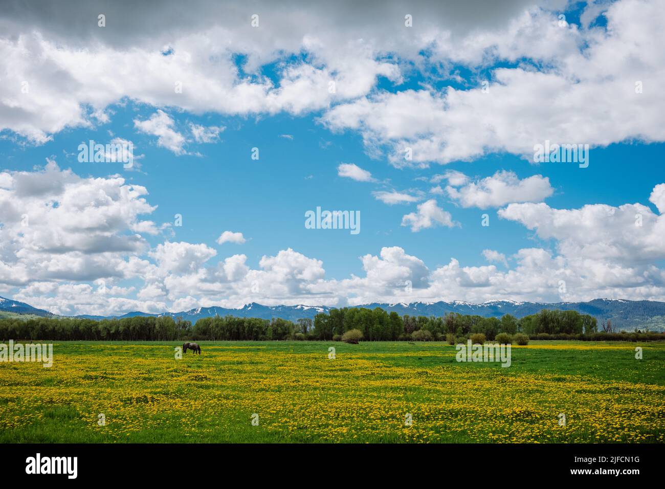 Lone Stallion in campo bellissimo con fiori di primavera Foto Stock