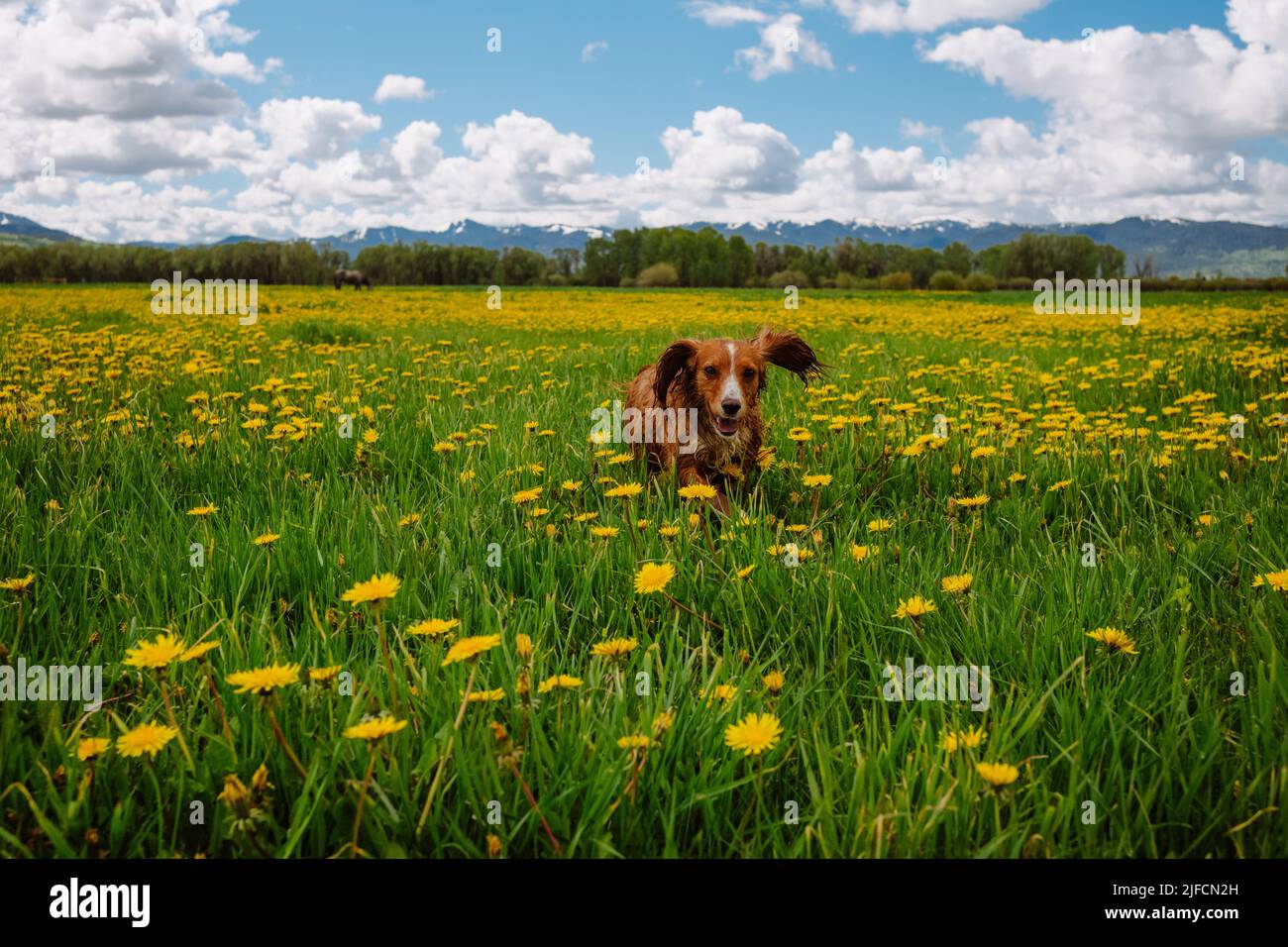 Primavera stagionale allergia concetto con cane felice che corre tra fiori in fiore Foto Stock