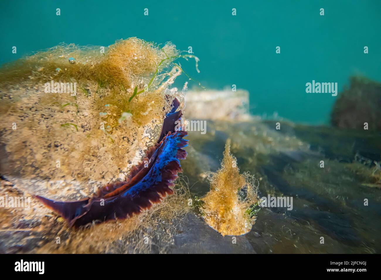 Blue Mussel, Mytilus trossulus, conchiglie aperte e alimentazione filtro su un molo nel Jarrell Cove state Park, Washington state, USA Foto Stock