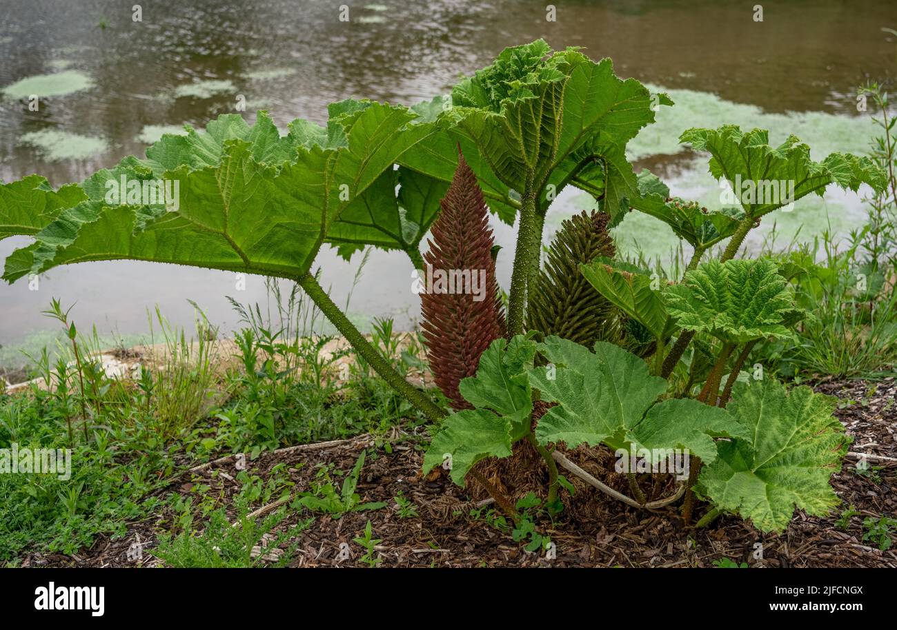 Primo piano dettagliato di un rabarbaro cinese "Gunnera manicata" Foto Stock