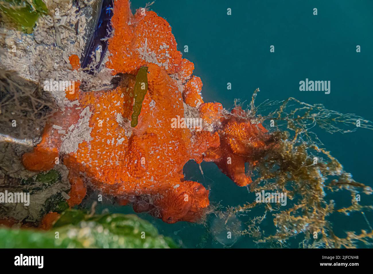 Velvety Red Sponge, Ophlitaspongia Pennata, sul molo al Jarrell Cove state Park, Washington state, USA Foto Stock