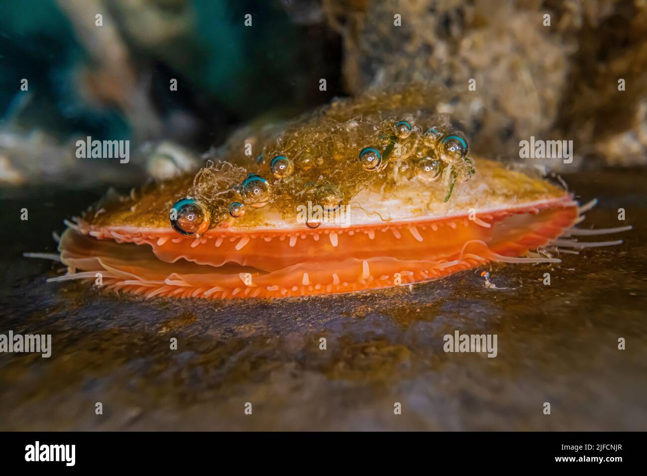 Green False Jingle, Pododesmus macrochisma, sul molo al Jarrell Cove state Park, Washington state, USA Foto Stock