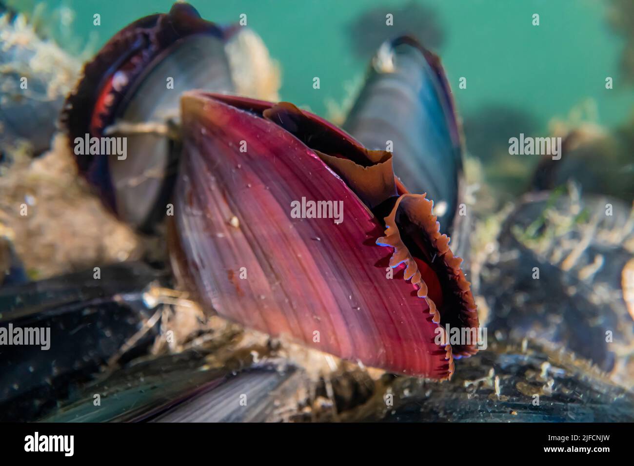 Blue Mussell, Mytilus trossulus, conchiglie aperte e alimentazione filtro su un molo nel Jarrell Cove state Park, Washington state, USA Foto Stock