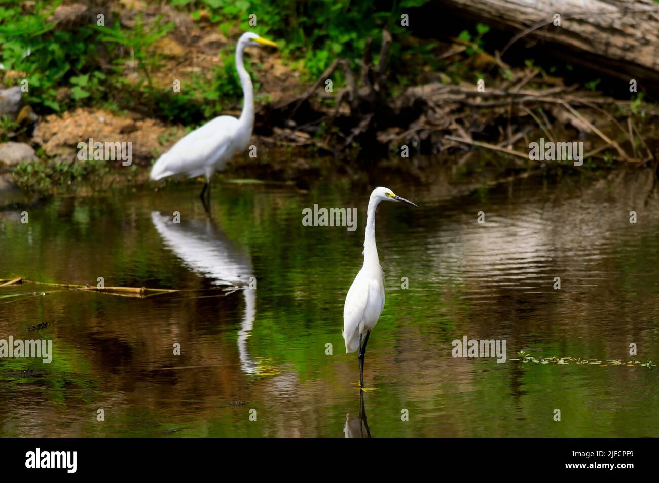 Due Egrets si levano in piedi immobile mentre aspettano il pesce per venire abbastanza vicino per pescare. Foto Stock