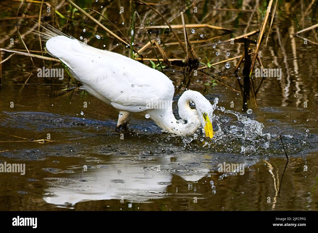 Un grande Egret fa un po' di pesca al lago Bluff in Mississippi. Foto Stock