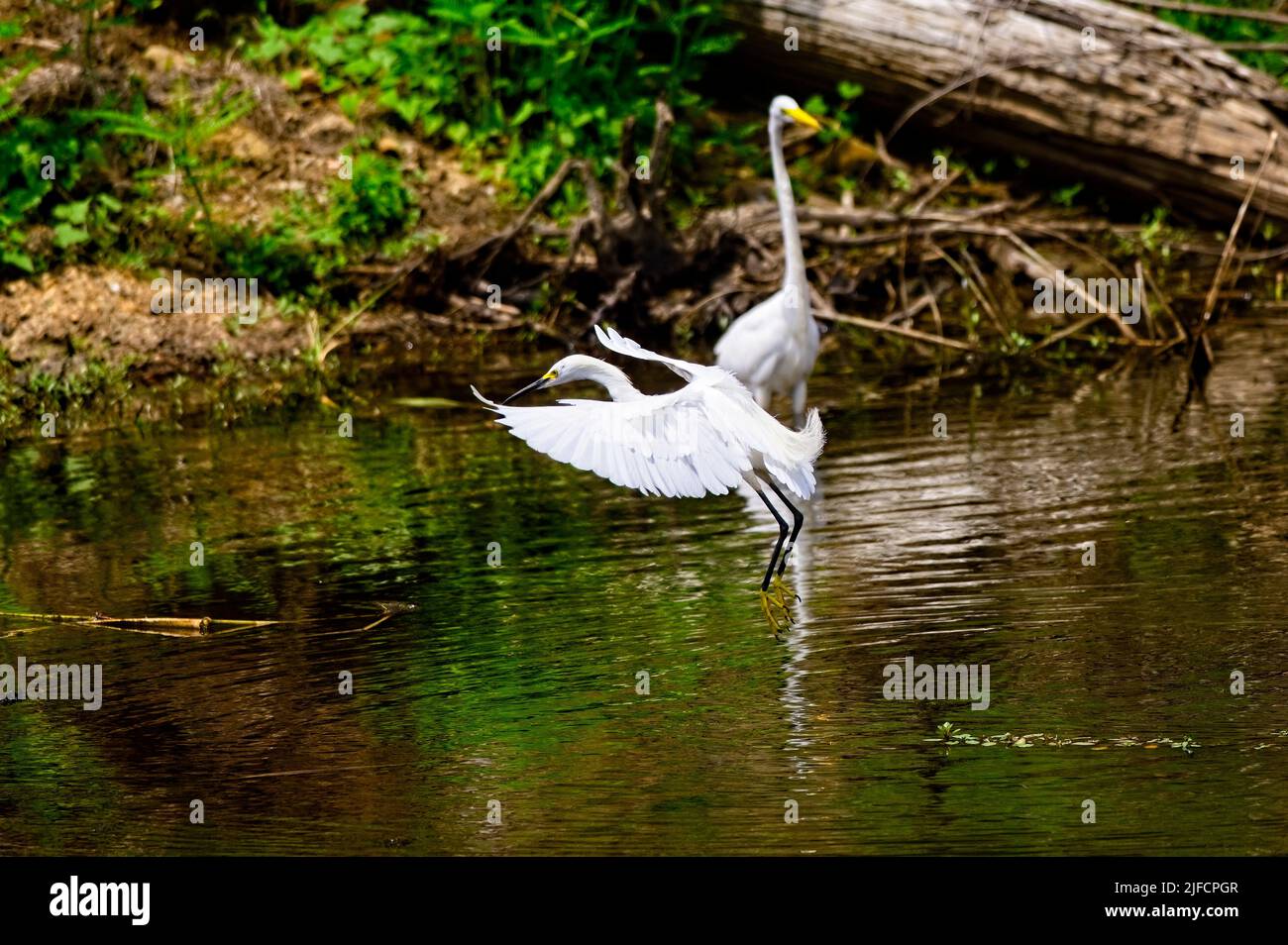 Una Snowy Egret vola di fronte a un Great Egret mentre arriva per un atterraggio sul lago Bluff. Foto Stock