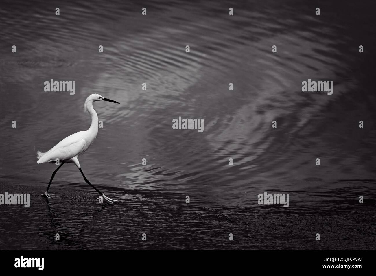 Passeggiando lungo la riva del lago Bluff in Mississippi, un Snowy Egret cerca un altro punto di pesca. Foto Stock
