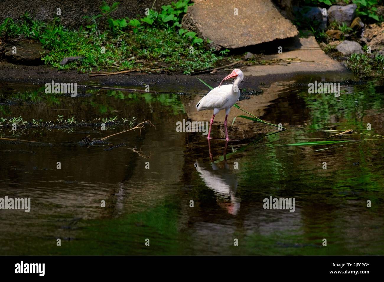 Un Ibis bianco attende con parit un po' di piccoli pesci che giungono lungo la riva del lago Bluff. Foto Stock