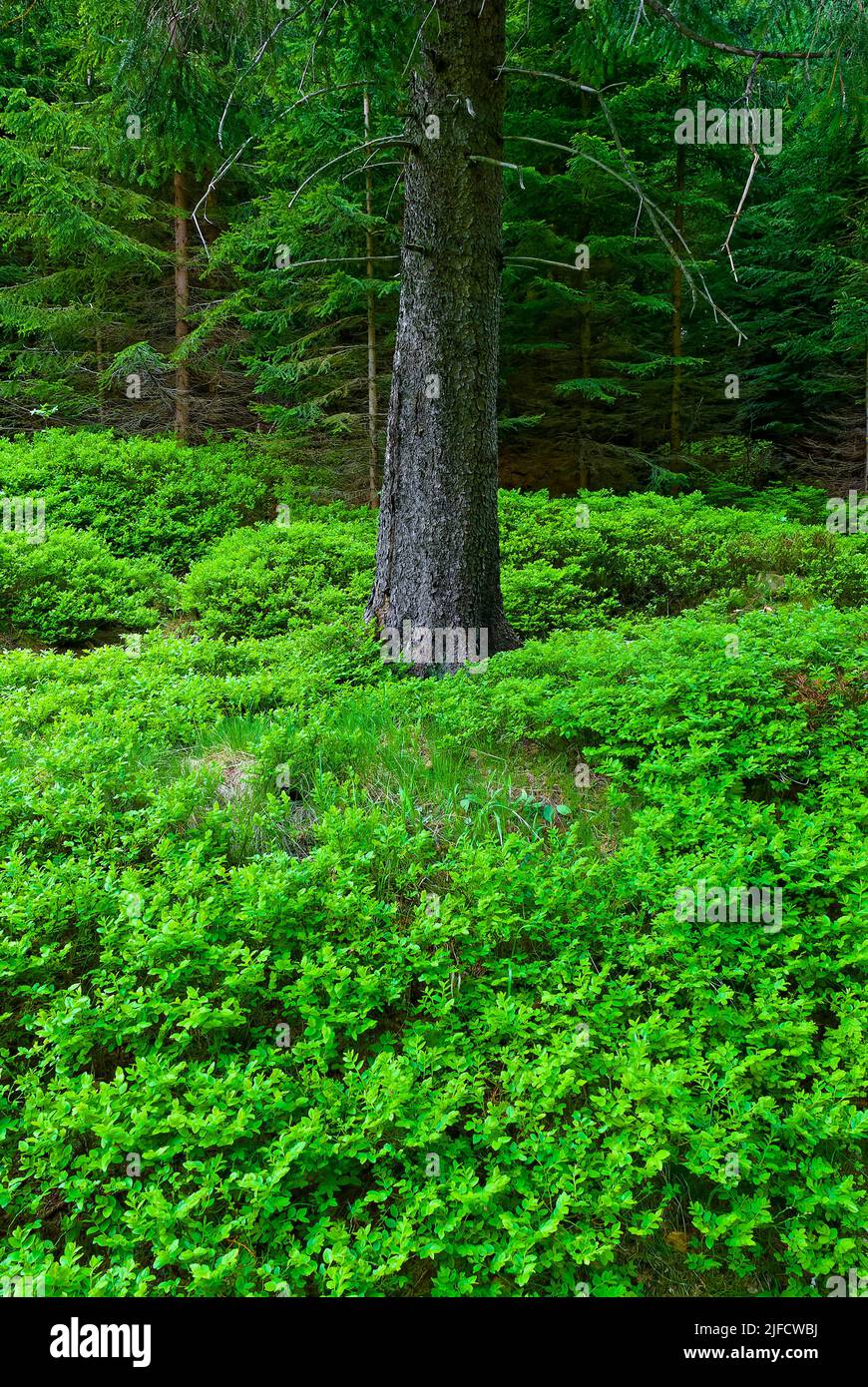 Un tronco in una foresta verde - foresta verticale. Trunk su sfondo verde. Foto Stock