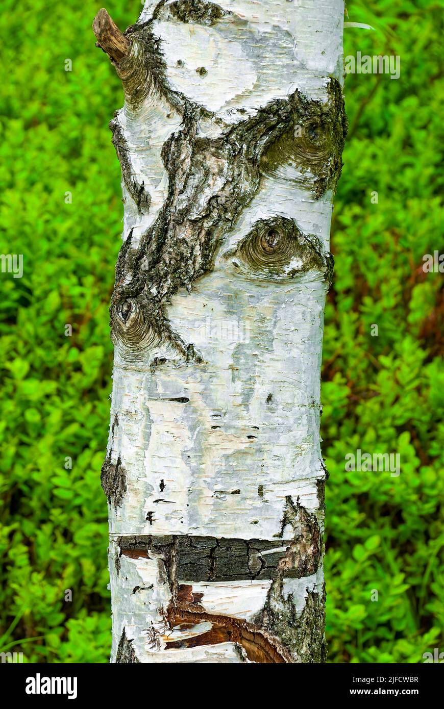 Primo piano del tronco di betulla - foresta verticale. Tronco di betulla su sfondo verde. Foto Stock