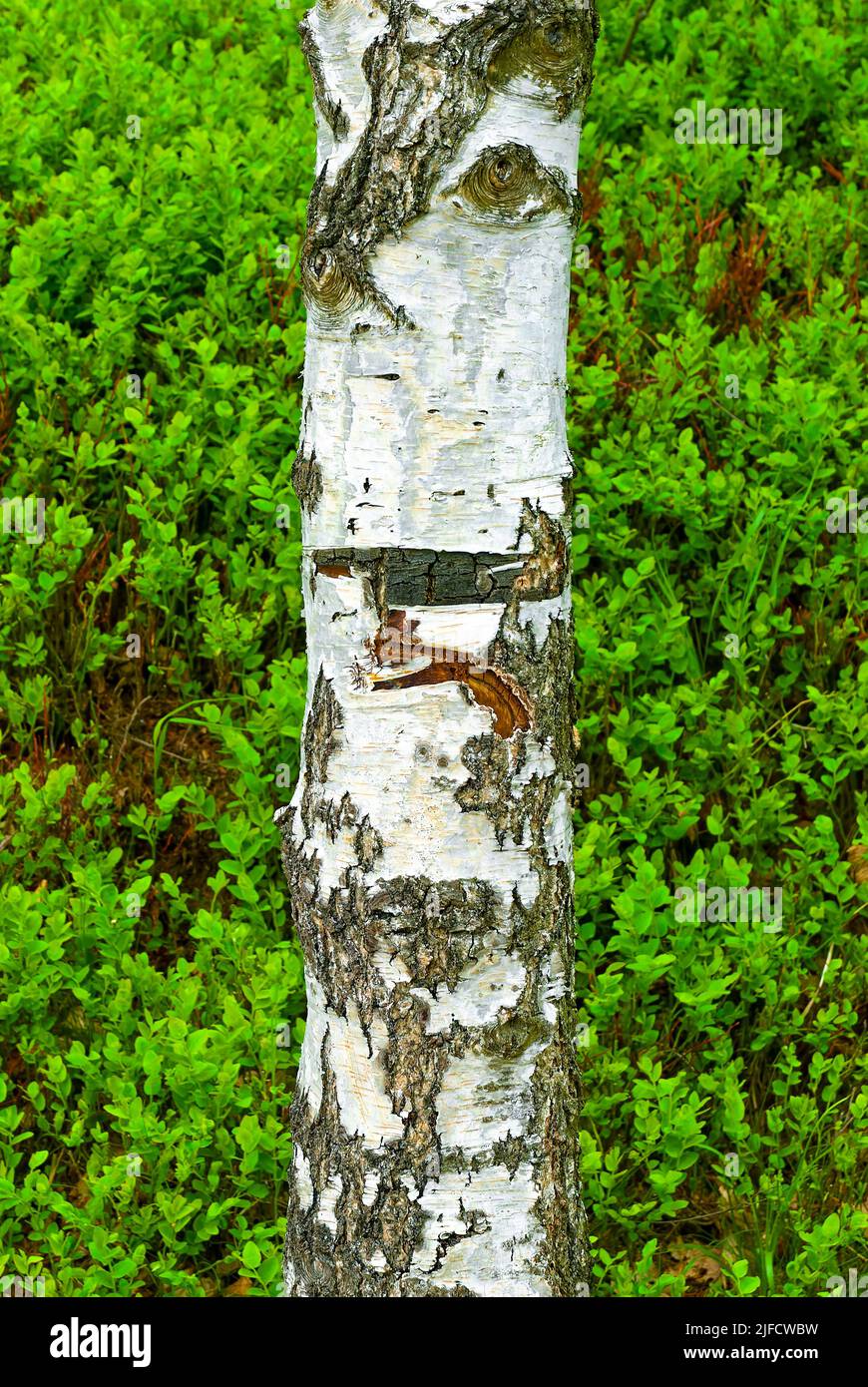 Tronco di betulla su sfondo verde - foresta verticale. Foto Stock