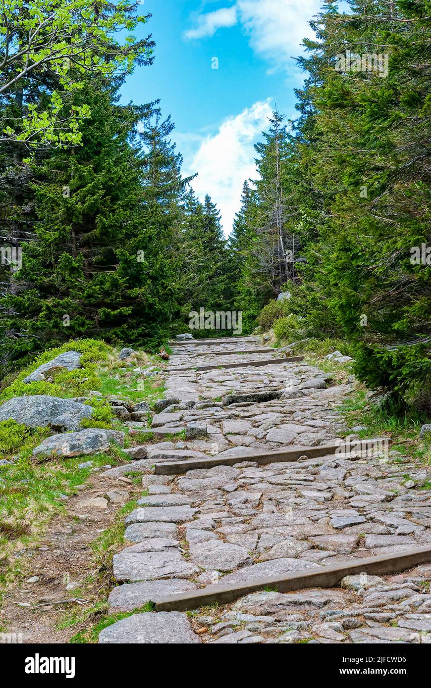 Strada in pietra di montagna nella foresta - foresta verticale. Foto Stock Strada in pietra di montagna nella foresta - foresta verticale. Foto Stock