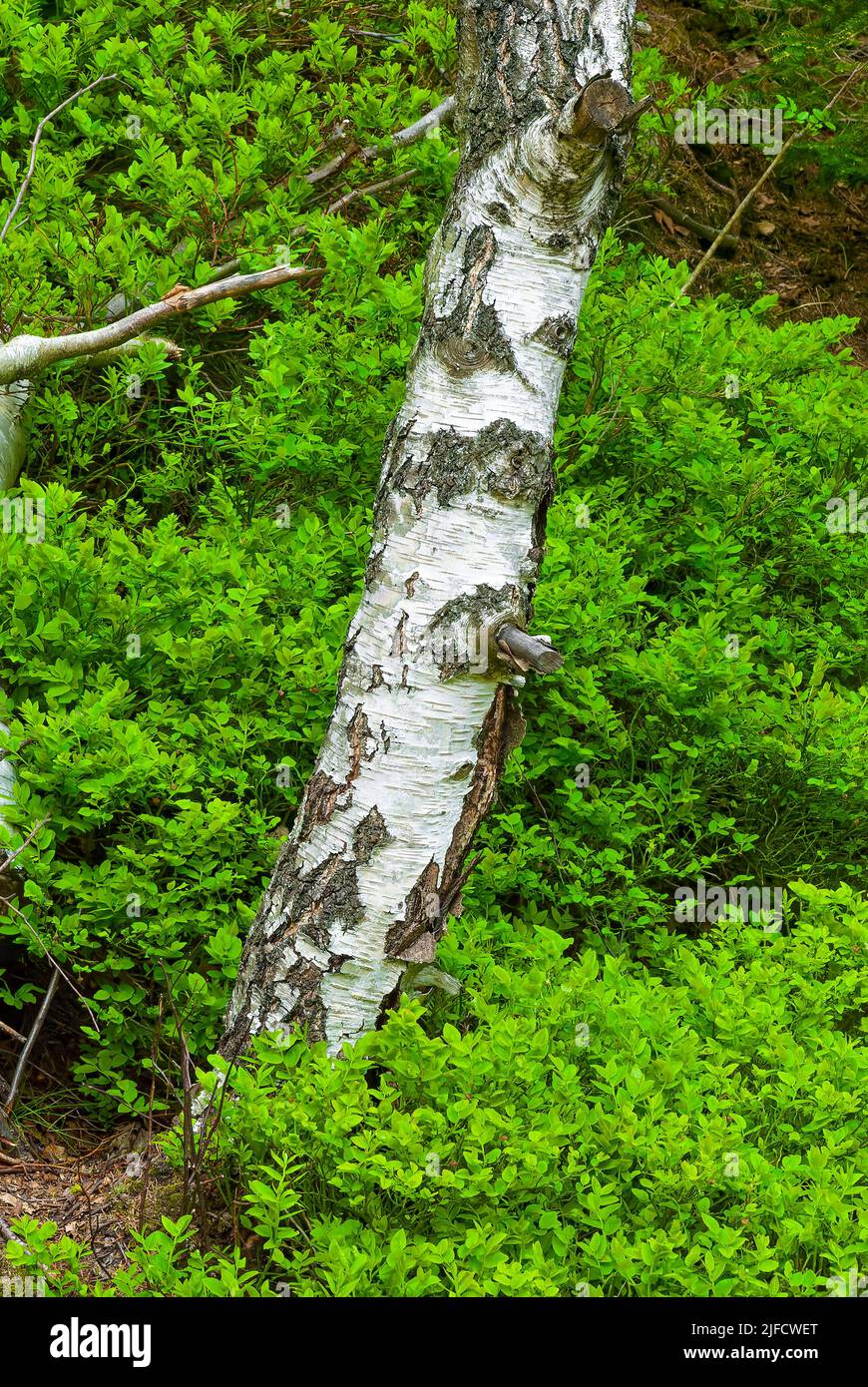 Una foresta verticale di betulla. Tronco di betulla su sfondo verde. Foto Stock