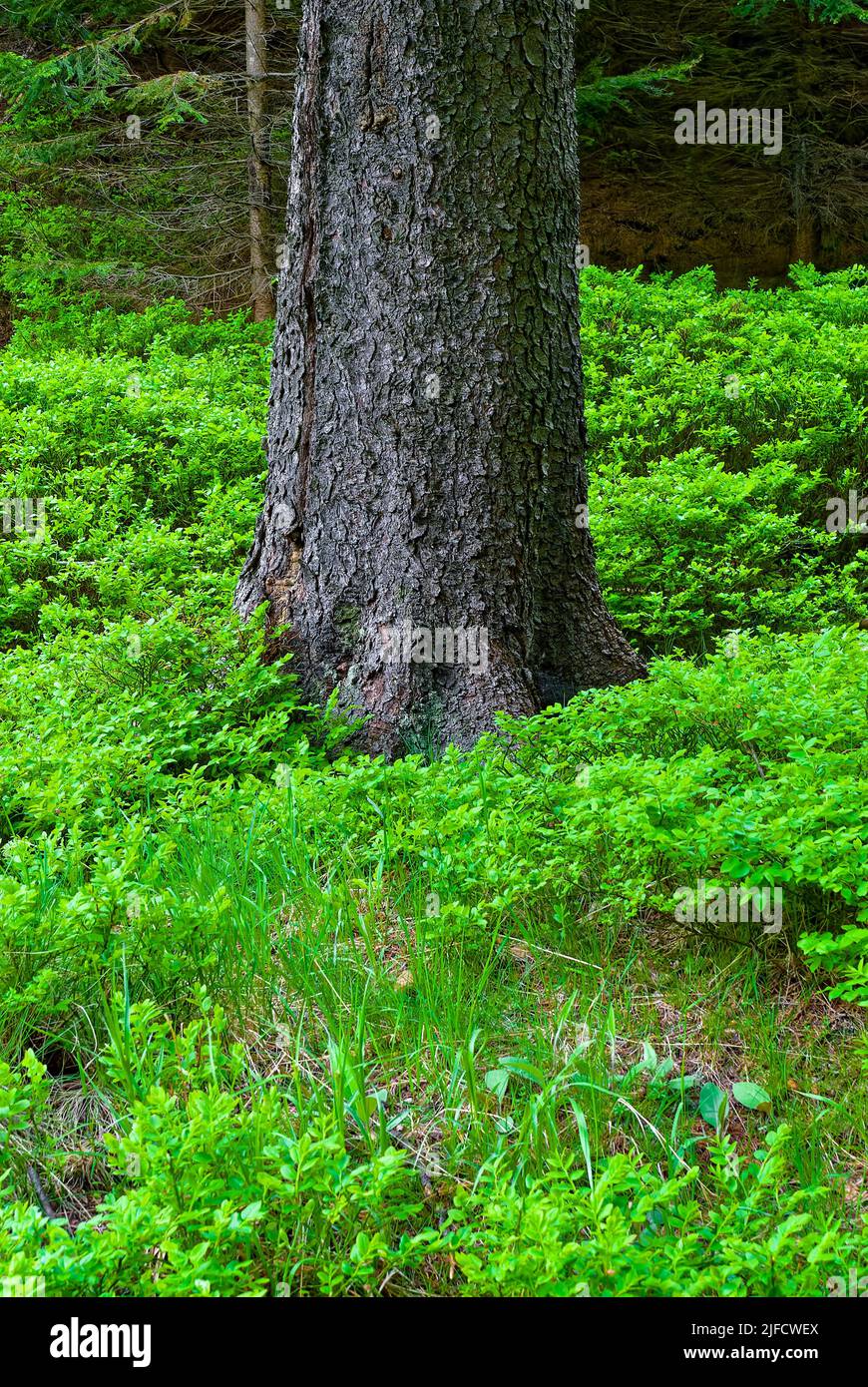 Un grande tronco di albero - foresta verticale. Primo piano di un singolo tronco ad albero. Foto Stock