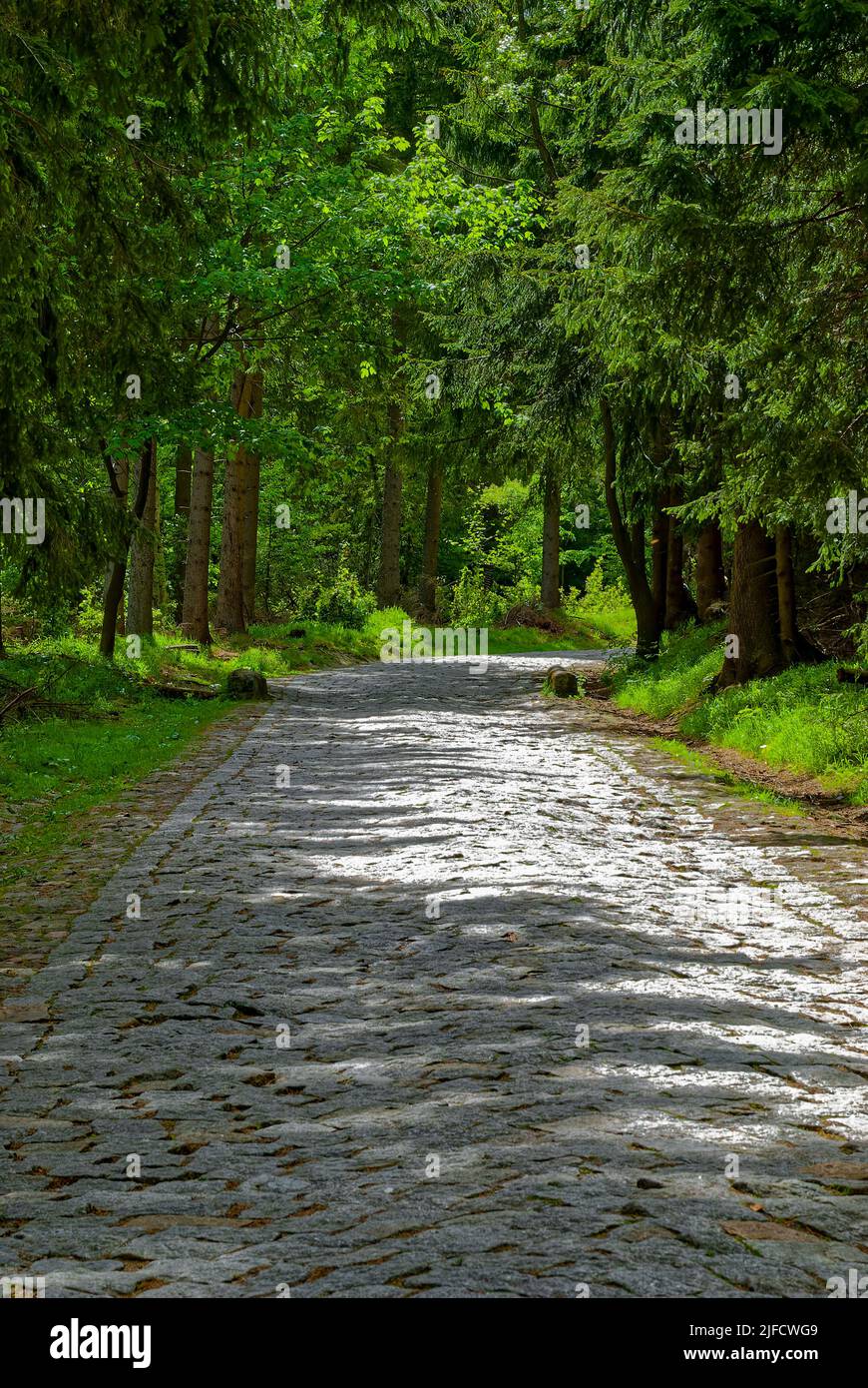 Strada fatta di pietre nella foresta - foresta verticale. Foto Stock