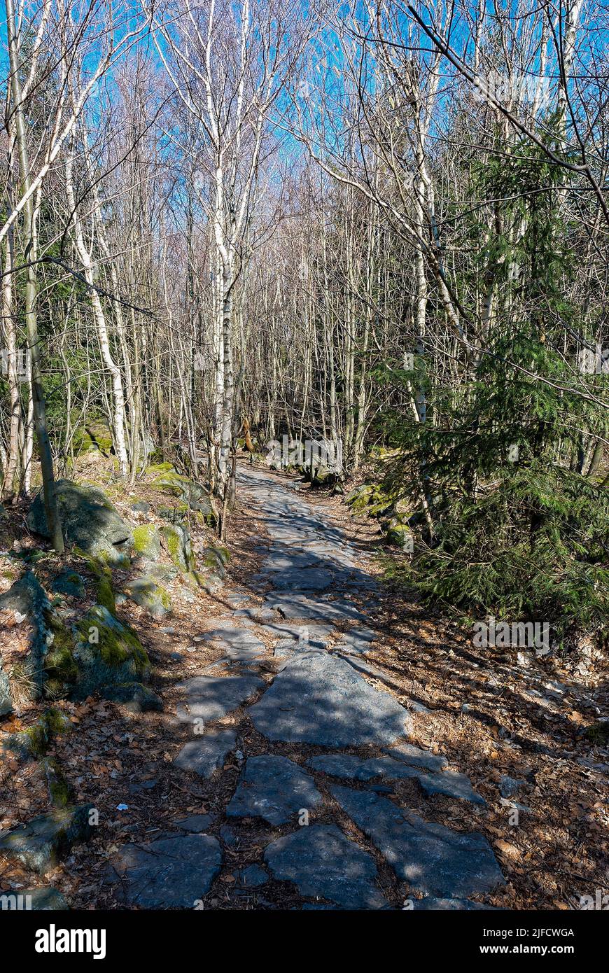 Strada di pietra in una foresta di betulla - foresta verticale. Foresta in primavera secca, ancora senza foglie. Foto Stock