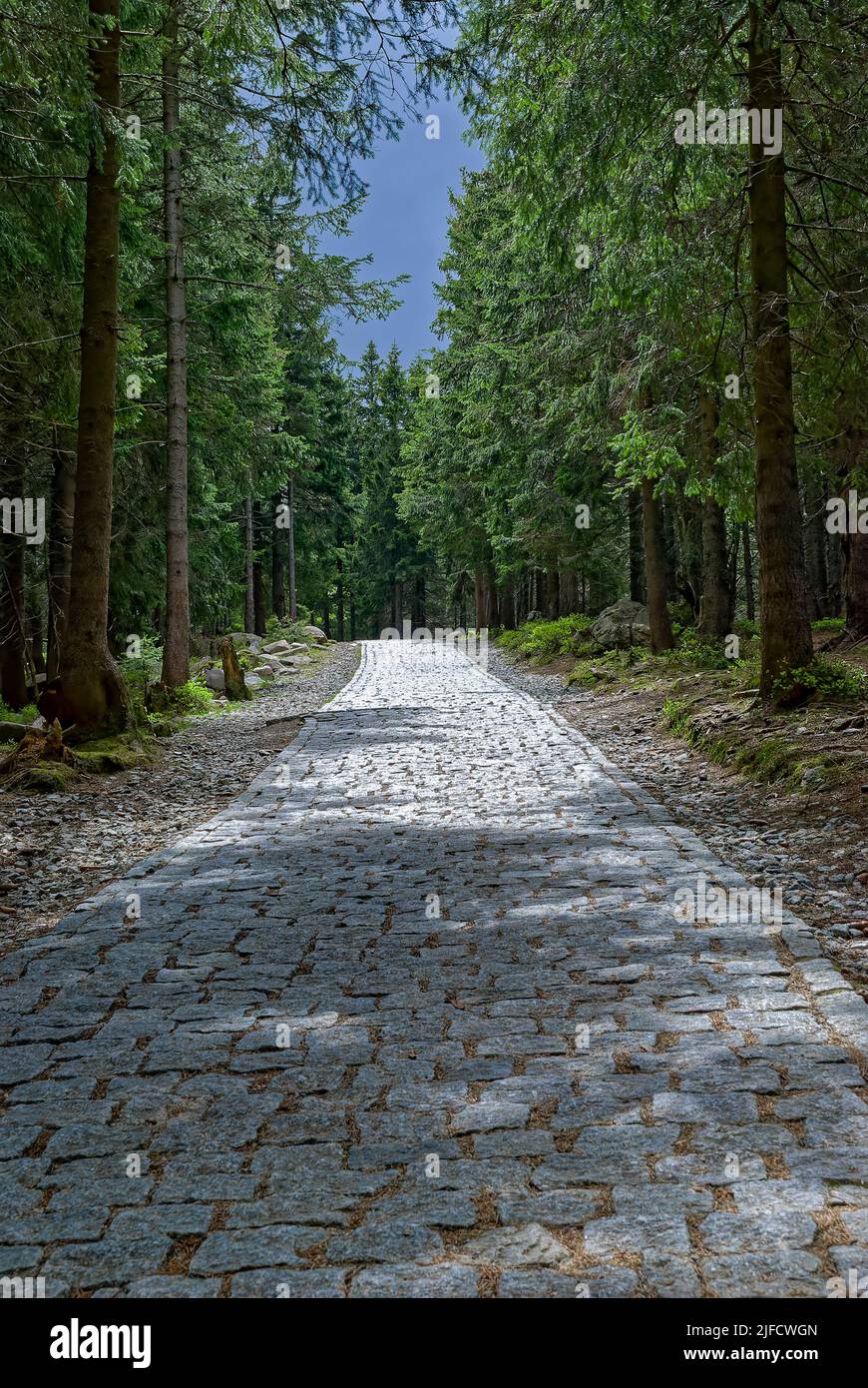 Strada di pietra nella foresta - foresta verticale. Foto Stock Strada di pietra nella foresta - foresta verticale. Foto Stock