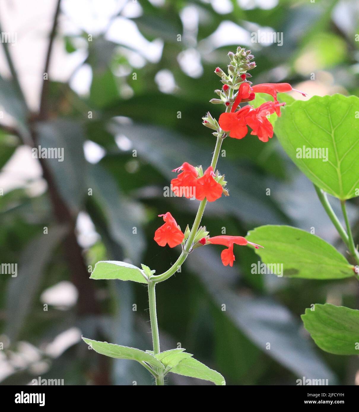 Coltivazione di salvia coccinea o sangue, salvia in giardino Foto Stock