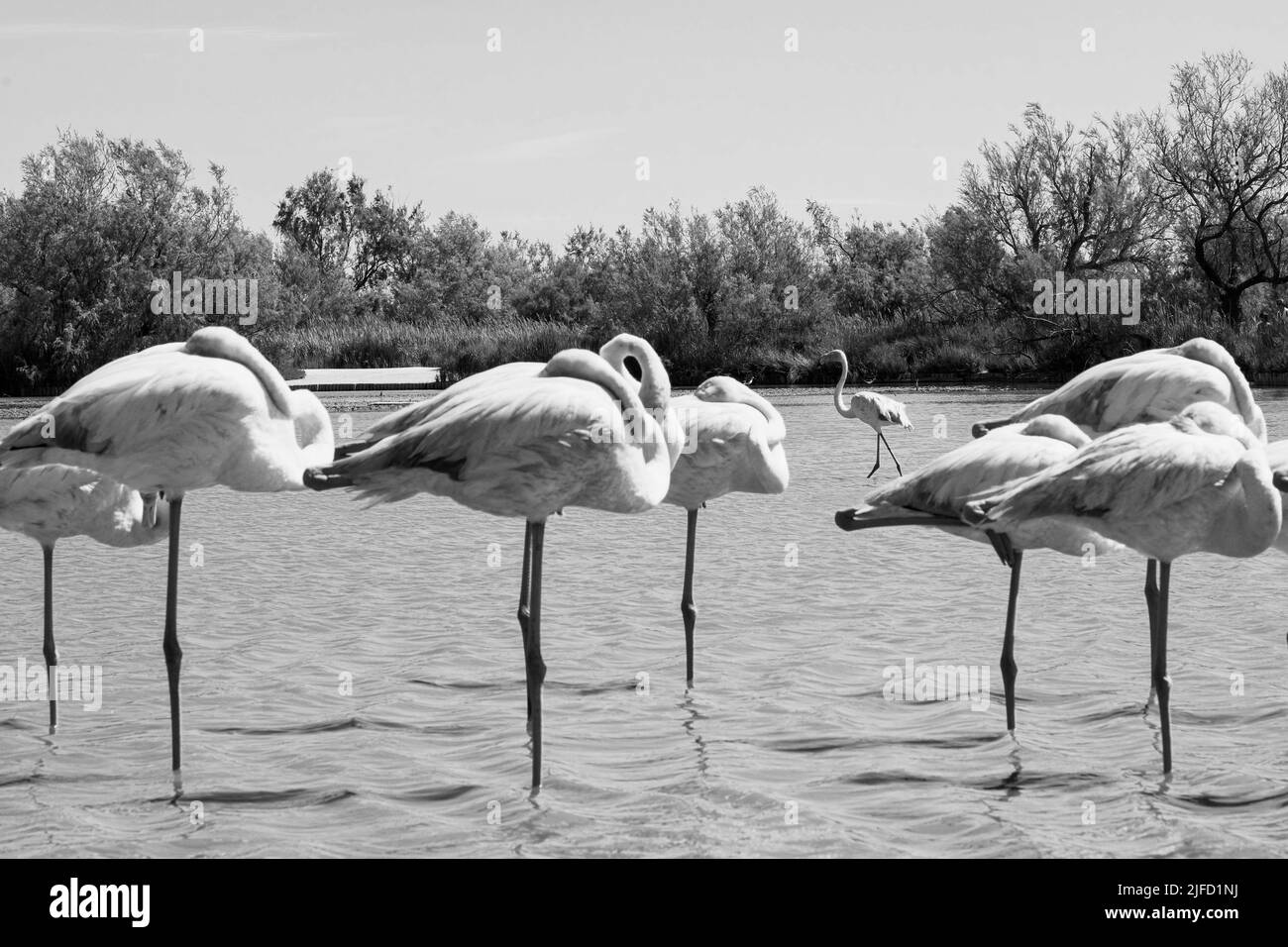 Week end di viaggio a camargue Saintes Marie de la mer Foto Stock