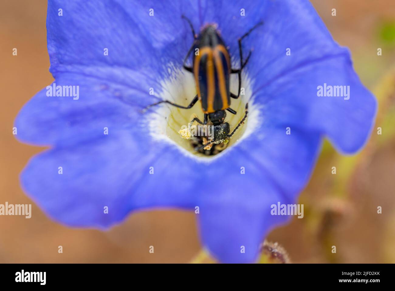 insetto all'interno del fiore che mangia i suoi pistils Foto Stock