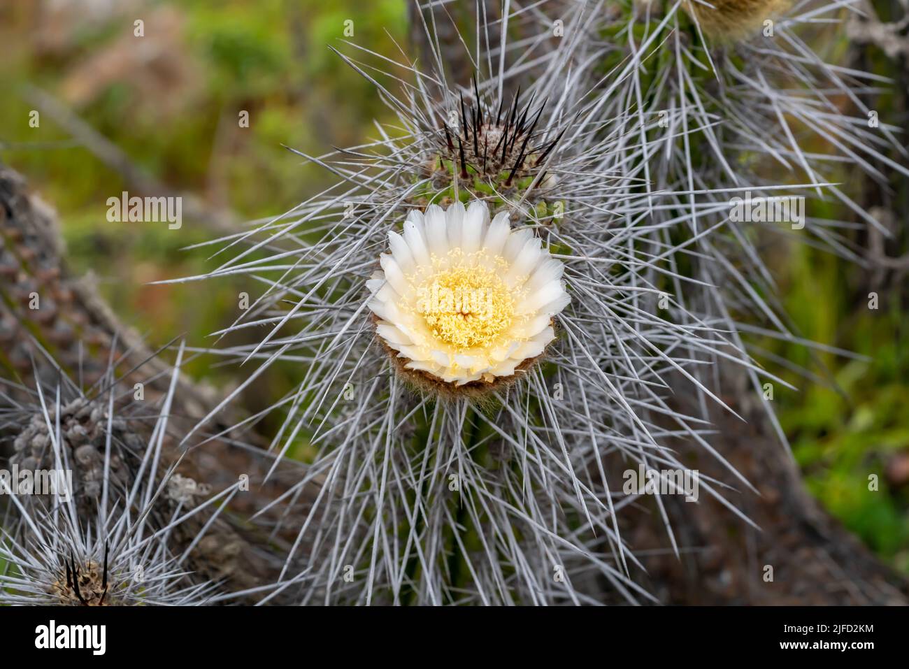 Bel fiore bianco di cactus sulla costa del deserto di atacama in cile. Luce del giorno Foto Stock