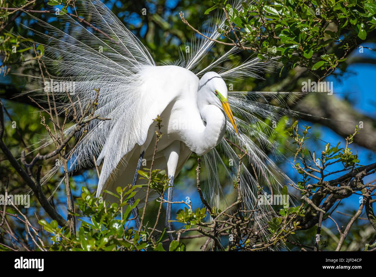 Grande egret (Ardea alba) che mostra il piumaggio di allevamento in un rookery di uccelli guado sull'isola di Anastasia a St. Augustine, Florida. (USA) Foto Stock