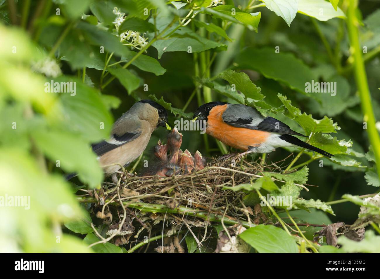 Rhula pyrrhula, pulcini per l'alimentazione in coppia adulti in nido, Suffolk, Inghilterra, giugno Foto Stock