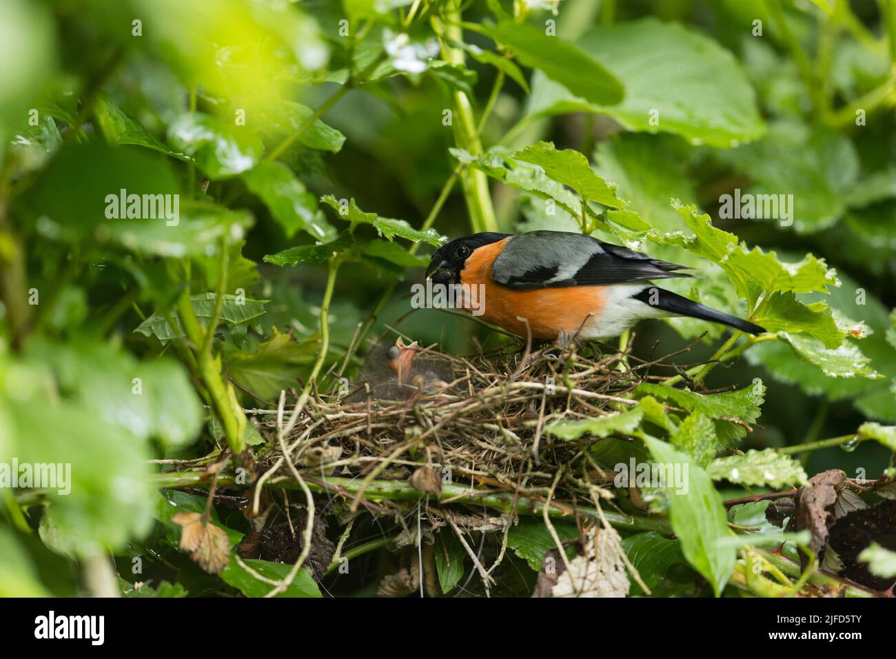 Rhula pyrrhula, pulcini di alimentazione maschile adulti in nido, Suffolk, Inghilterra, giugno Foto Stock