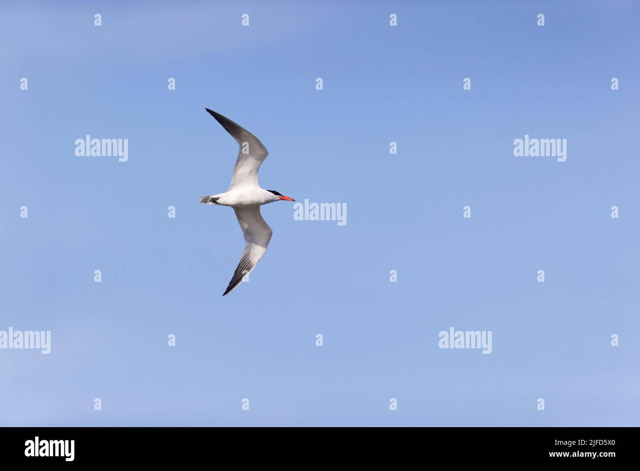 Caspian tern Hydroprogne caspia, volo adulto, RSPB Minsbere Nature Reserve, Suffolk, Inghilterra, giugno Foto Stock