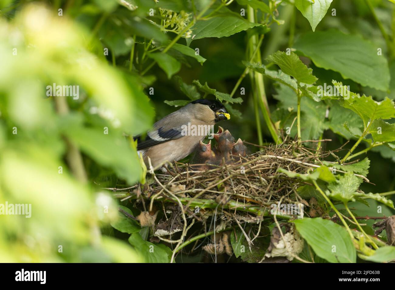Rhula pyrrhula, pulcini di alimentazione femminile in nido, Suffolk, Inghilterra, giugno Foto Stock