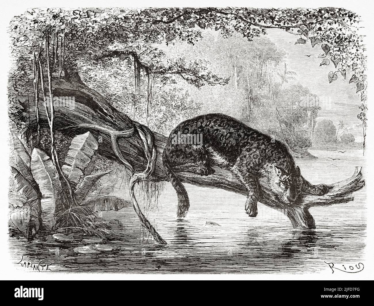 Jaguar pesca da un tronco che cresce sul fiume Amazon, Brasile. Sud America. Viaggio attraverso il Sud America, dall'Oceano Pacifico all'Oceano Atlantico di Paul Marcoy 1848-1860 da le Tour du Monde 1867 Foto Stock
