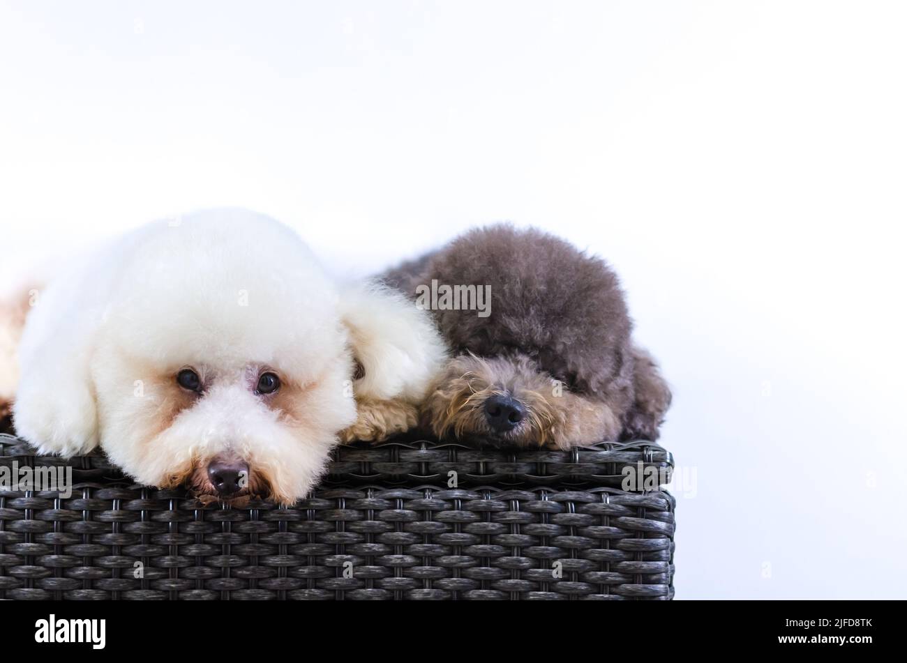 Due adorabili cani Poodle che dormono sul tavolo, mentre uno bianco che guarda la fotocamera su sfondo bianco. Foto Stock