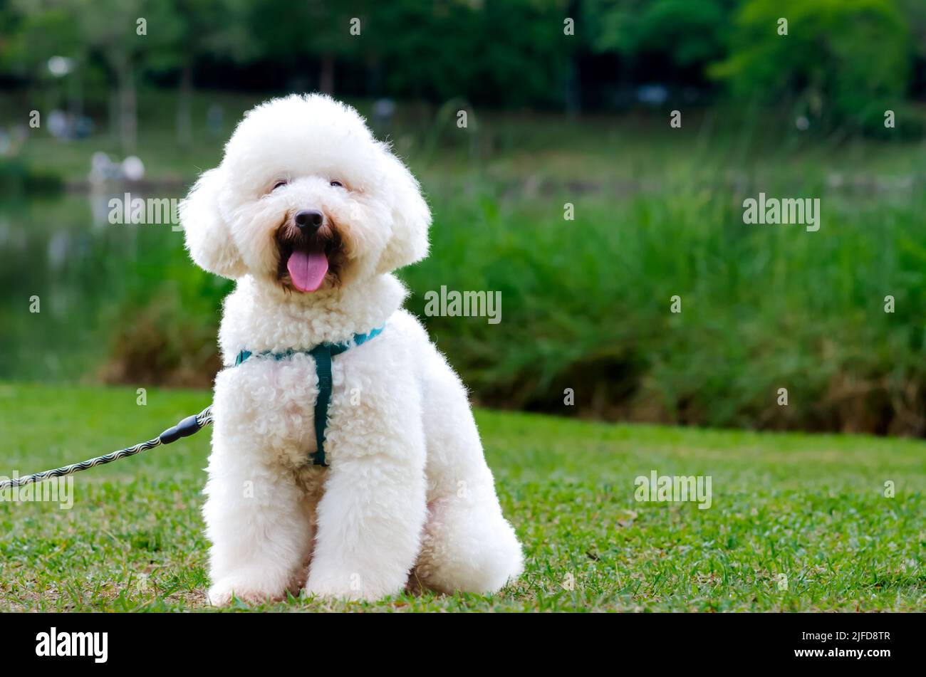 Un adorabile barboncino bianco sorridente che nel cane si siede su erba verde mentre si cammina al parco. Foto Stock